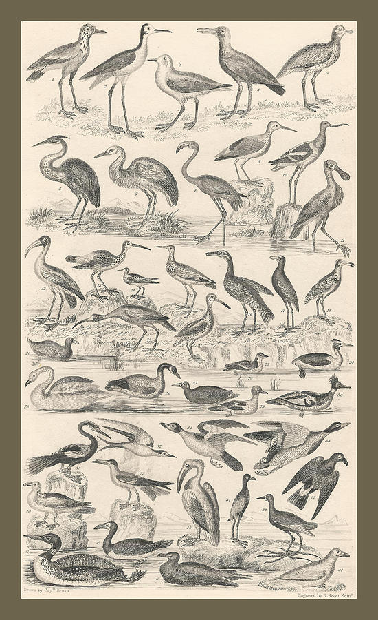 Ornithology Drawing by Dreyer Wildlife Print Collections - Fine Art America