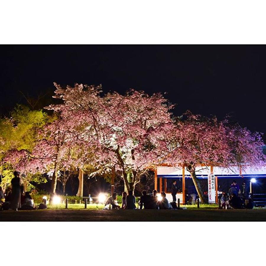 Cherryblossom Photograph - Osaka

#yakei_luv #ptk_night #4 by Megumi Nakamoto