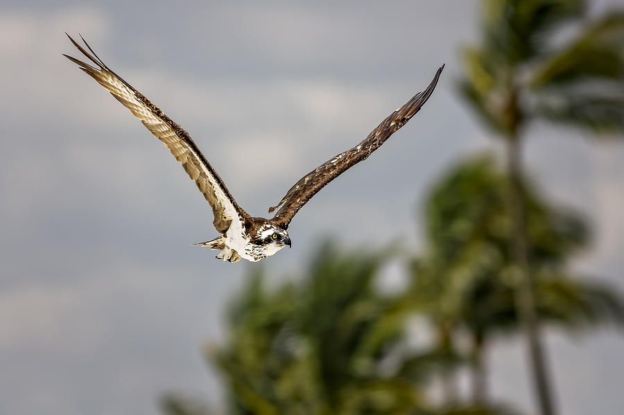 Osprey #4 Photograph by Peter Lakomy