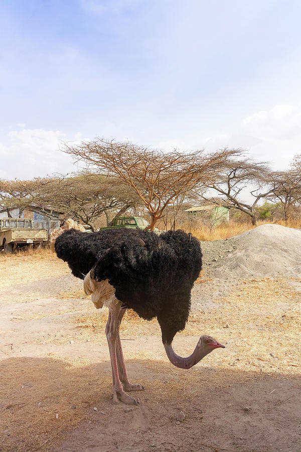 Ostrich in National Park in Ethiopia. #4 Photograph by Marek Poplawski