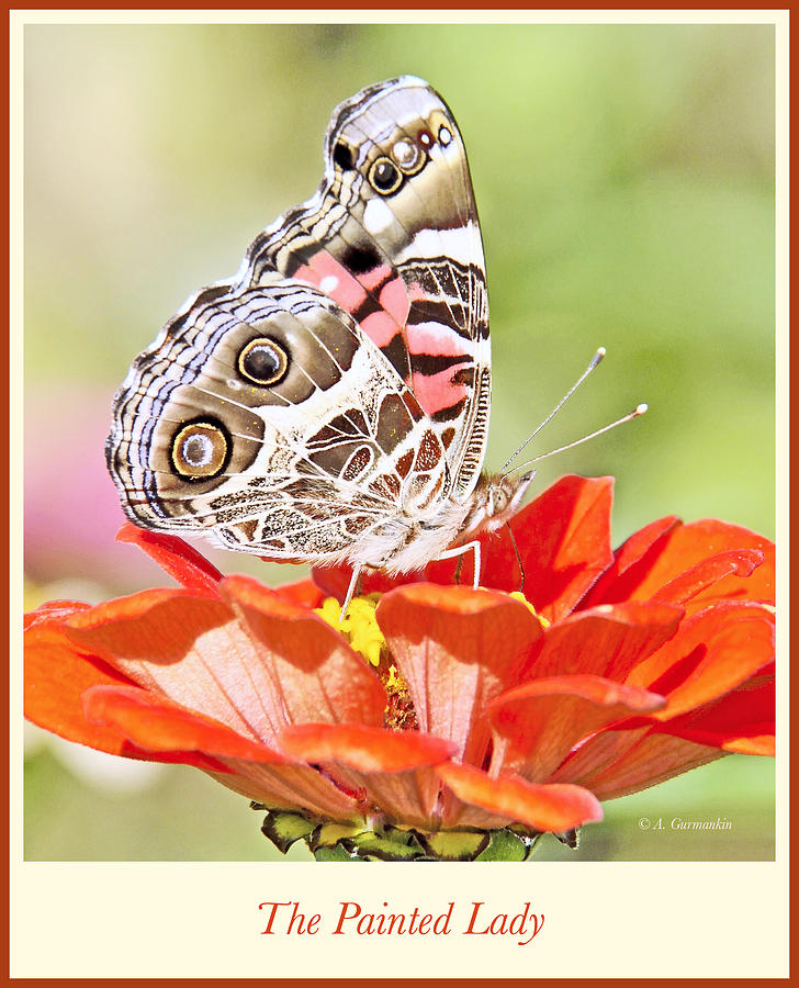 Painted Lady Butterfly on Zinnia Flower #4 Photograph by A Macarthur Gurmankin