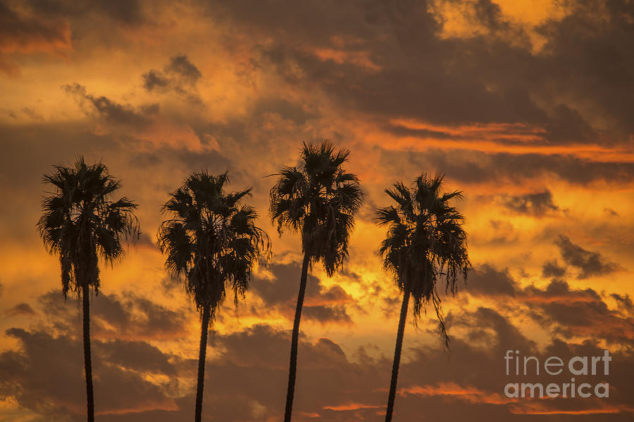 Los Angeles Photograph - 4 Palm Trees and Sunrise by Art K