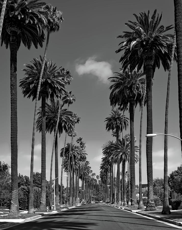 Palms Of Beverly Hills #4 Photograph by Mountain Dreams