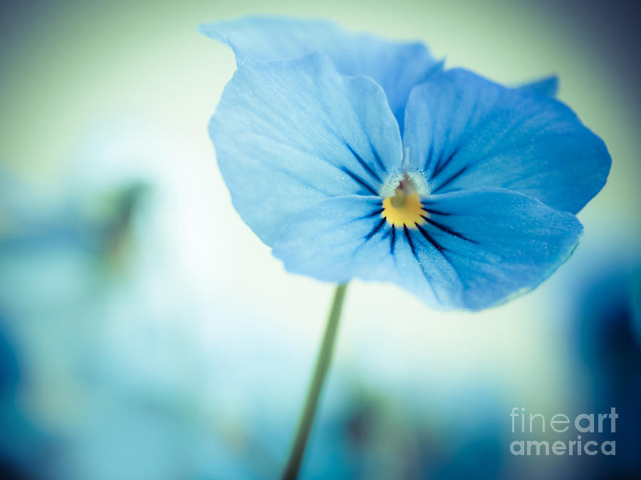 Spring Photograph - Pansy #4 by Wei-San Ooi