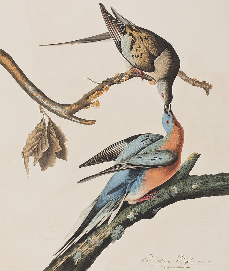 John James Audubon Painting - Passenger Pigeon by John James Audubon