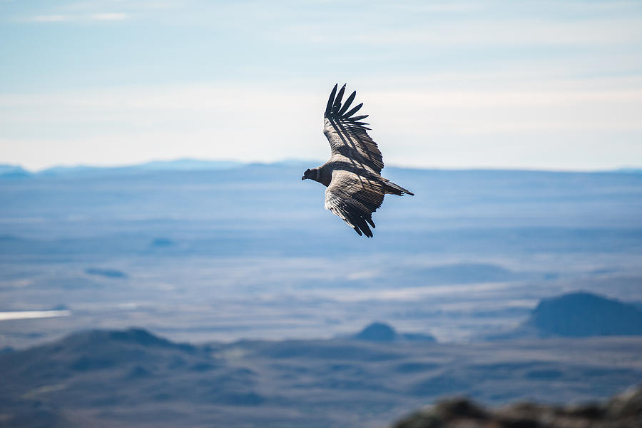 Patagonia Condor #4 Photograph by Walt Sterneman