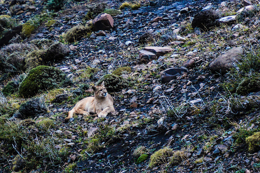 Patagonia Puma #4 Photograph by Walt Sterneman