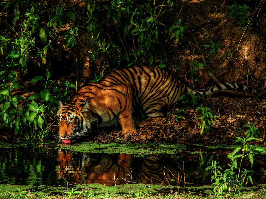 Paying homage to the Jungle King Photograph by Rohit Chawla - Fine Art ...