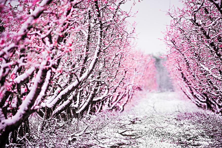 Peach Tree Blossom On A Farm In Spring Snow #4 Photograph by Alex Grichenko