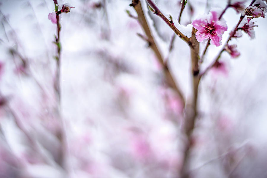 Peach Tree Farm During Spring Snow With Blossoms #4 Photograph by Alex Grichenko