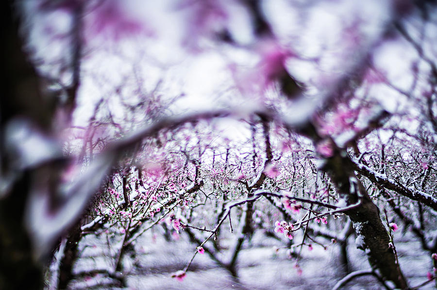 Peach Tree Farm In Winter Snow #4 Photograph by Alex Grichenko