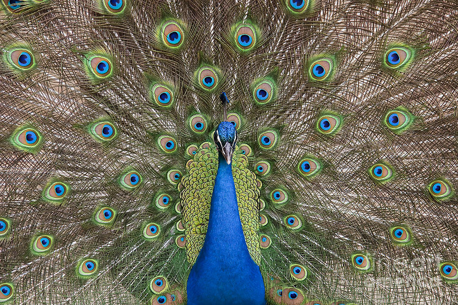 Peacock #4 Photograph by Jill Lang