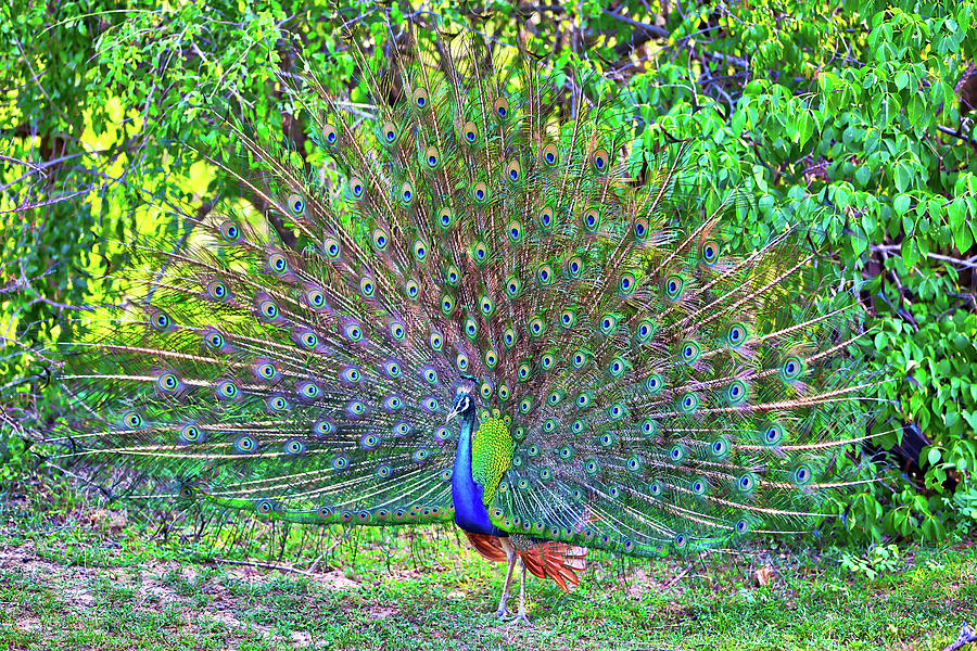Peacock With Gorgeous Spread Colored Feathers Shows His Tail #4 Photograph by Gina Koch