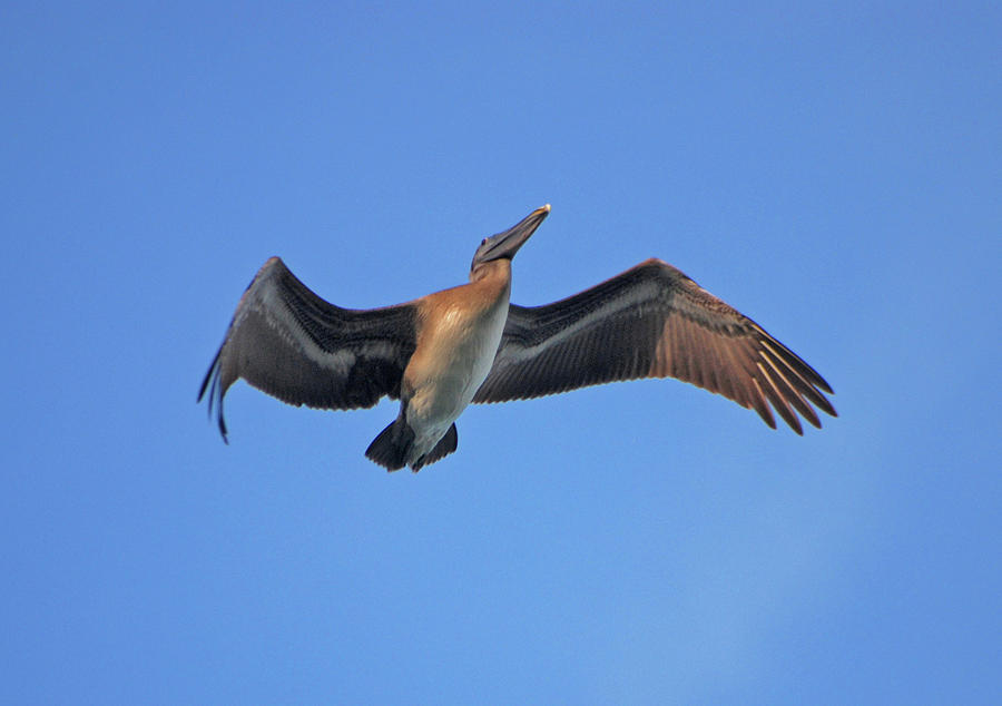 4- Pelican Photograph by Joseph Keane