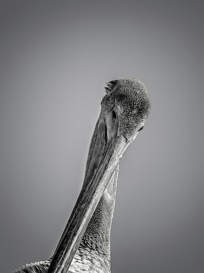 Pelican #4 Photograph by Peter Lakomy