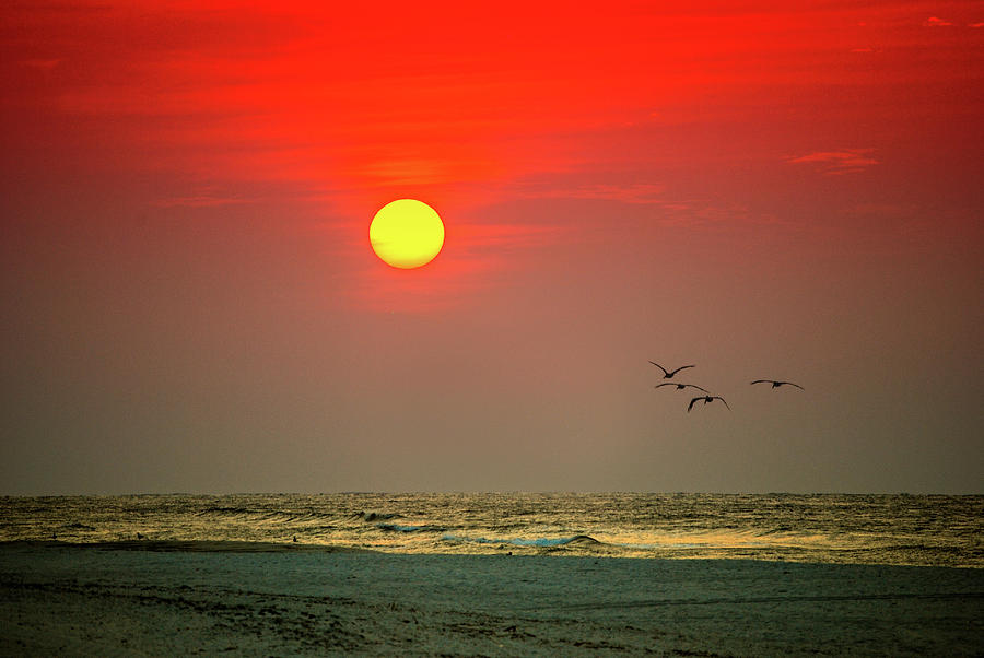 4 Pelican Red Sunrise Photograph by Michael Thomas
