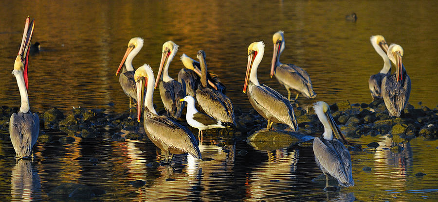 Pelicans #4 Photograph by Marc Bittan