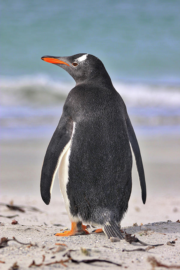 Penguins Falkland Islands #4 Photograph by Paul James Bannerman