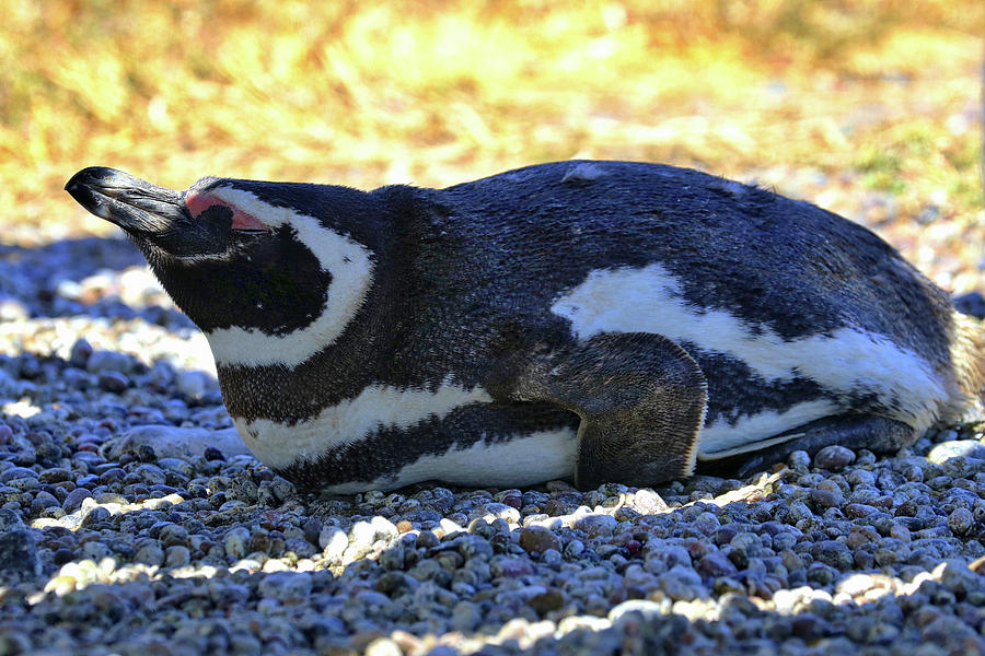 Penguins Tombo Reserve Puerto Madryn Argentina #4 Photograph by Paul James Bannerman