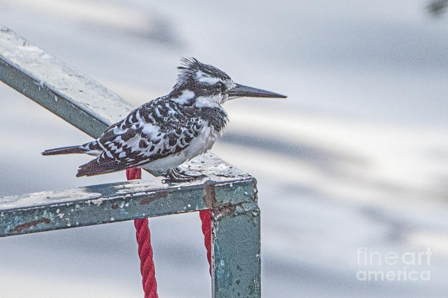 Pied Kingfisher #4 Photograph by Pravine Chester