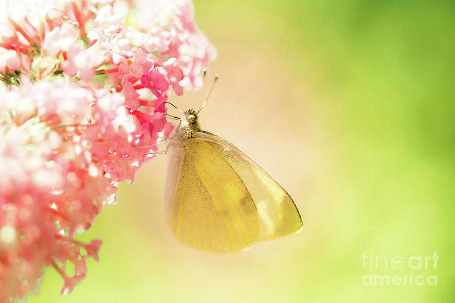 Pieris brassicae, the large white, also called cabbage butterfly Photograph by Amanda Mohler