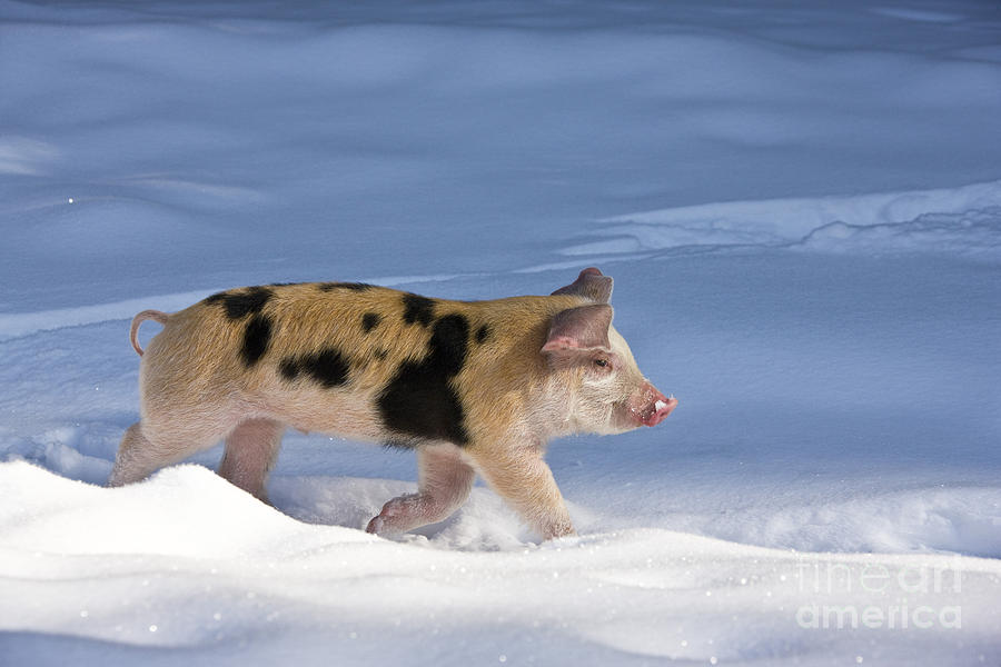 Piglet Walking In Snow #4 Photograph by Jean-Louis Klein & Marie-Luce Hubert