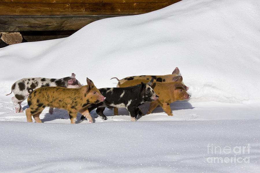 Piglets In The Snow #4 Photograph by Jean-Louis Klein & Marie-Luce Hubert