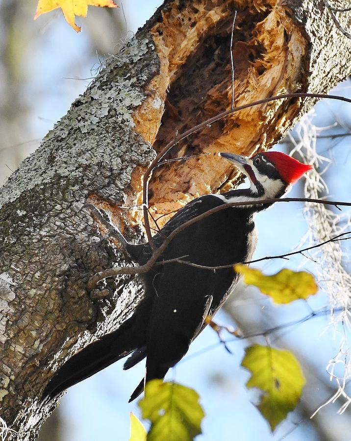 Pileated Woodpecker #4 Photograph by David Campione