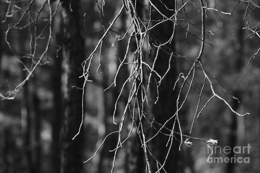 Pine Twigs #5 Photograph by Dariusz Gudowicz