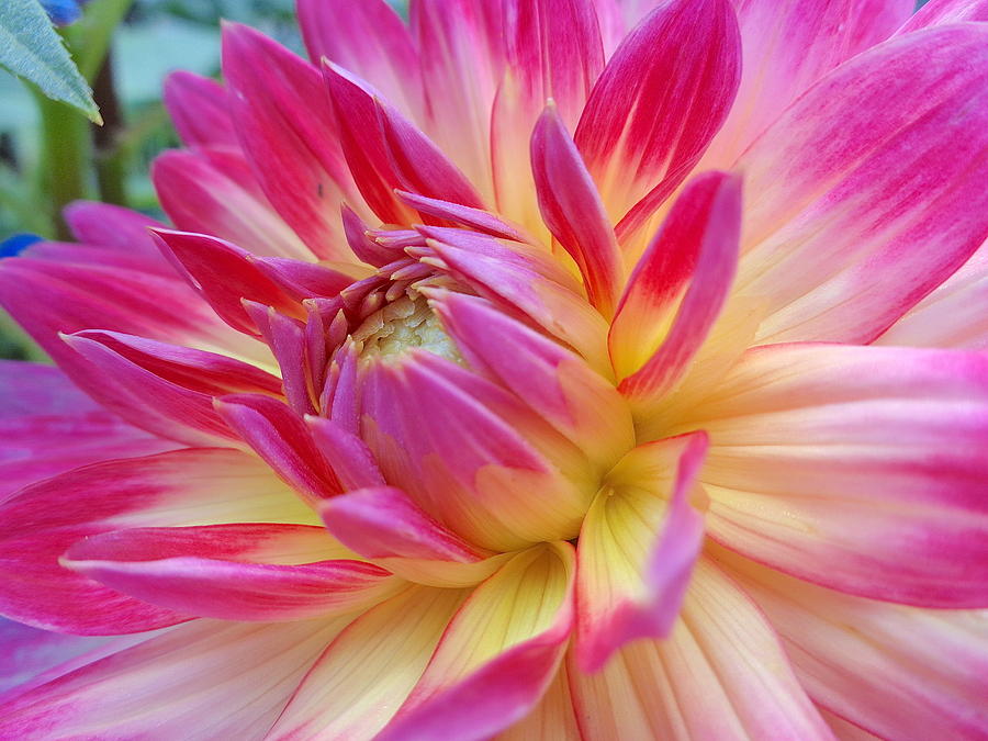 Nature Photograph - Pink And Yellow Dahlia #4 by Wendy Yee