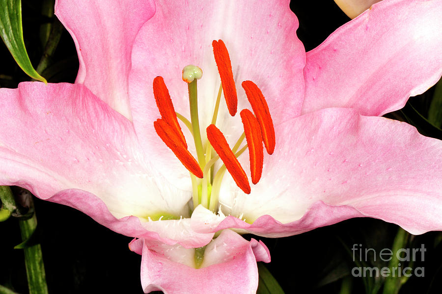 Lily Photograph - Pink Asiatic Lilies #4 by Anthony Totah