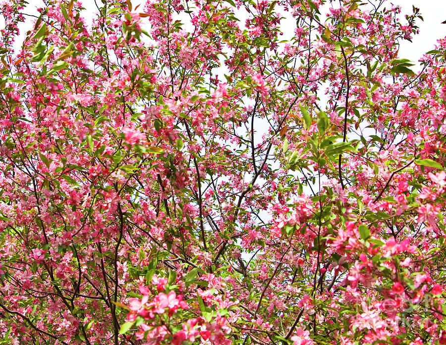 Pink cherry tree #5 Photograph by Irina Afonskaya