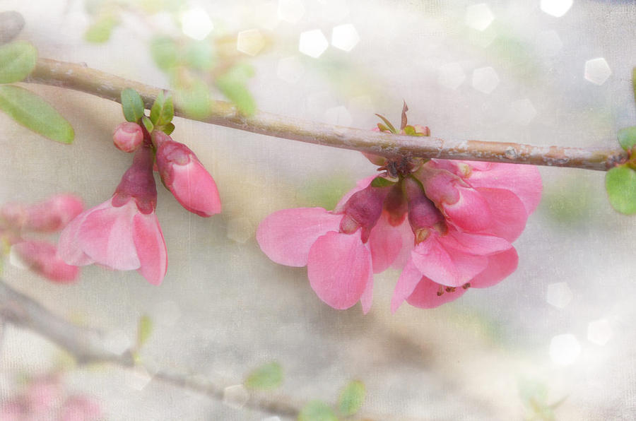 Flowers Still Life Photograph - Pink Flower #4 by Gordana Stanisic