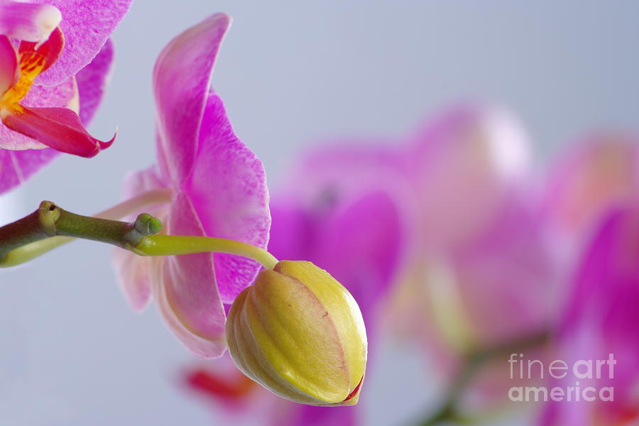 Pink Orchid Photograph by Dariusz Gudowicz