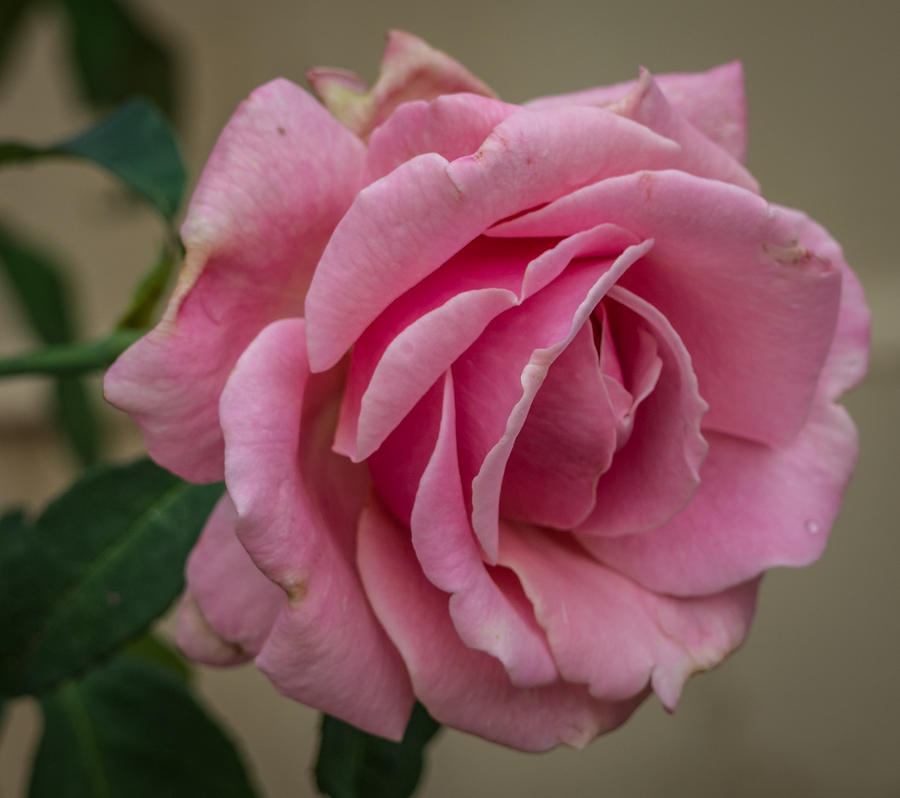 Pink rose #4 Photograph by Jane Luxton