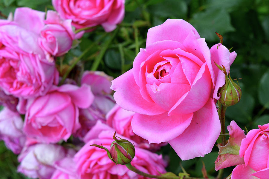 Pink roses in the garden. #4 Photograph by Oana Unciuleanu - Fine Art ...