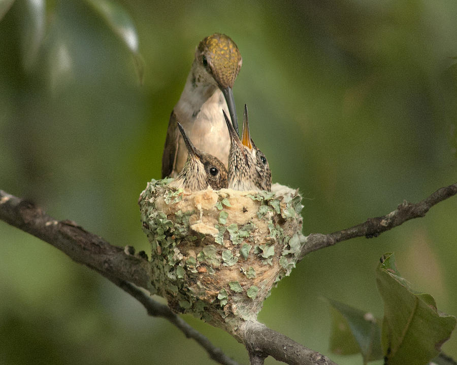 Hummingbird Photograph - 4 pm Feeding by Don Wolf