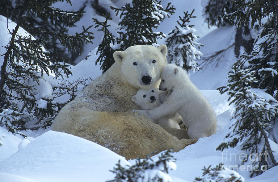 Polar Bear And Cubs #4 Photograph by Jean-Louis Klein & Marie-Luce Hubert