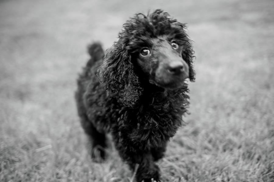 Black Poodle Photograph - Poodle puppy #4 by Ed James