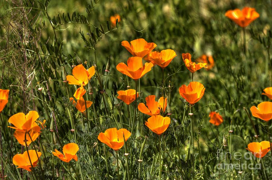 Poppies Photograph by Marc Bittan