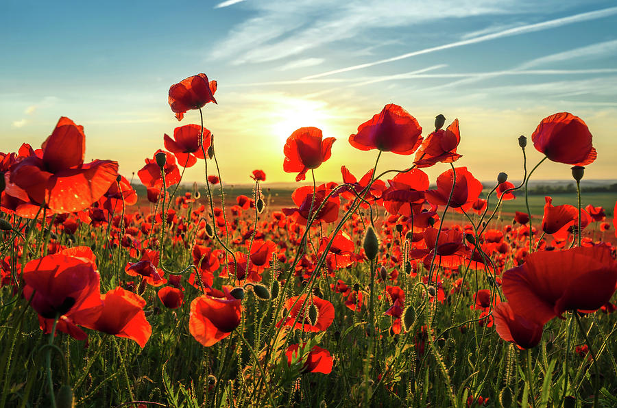 Poppys Sunset Photograph by Steffen Gierok