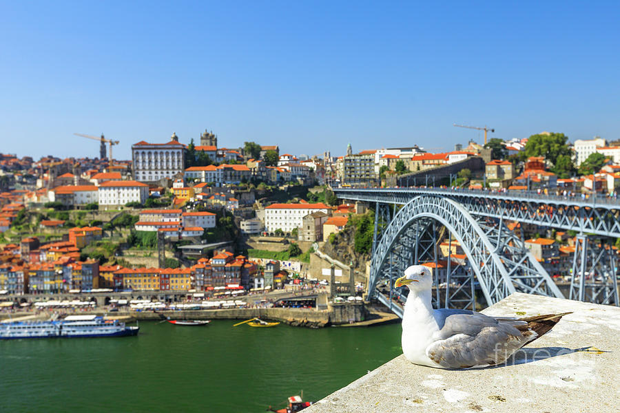 Porto skyline seagull #4 Photograph by Benny Marty