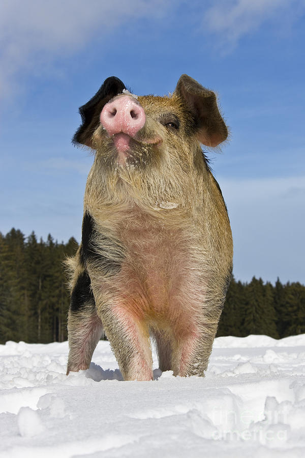 Pig Photograph - Portrait Of A Boar #4 by Jean-Louis Klein & Marie-Luce Hubert