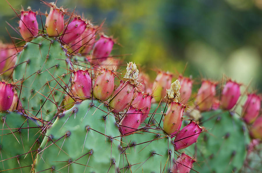 Prickly Pear Cactus Photograph by Saija Lehtonen | Fine Art America