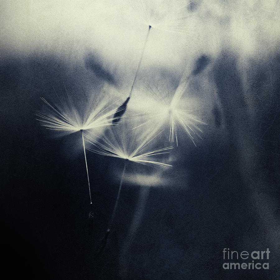 Whispers in the dark 5 Photograph by Priska Wettstein