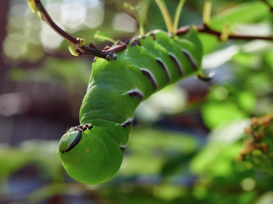 Privet Hawk Moth caterpillar #4 Photograph by Jouko Lehto