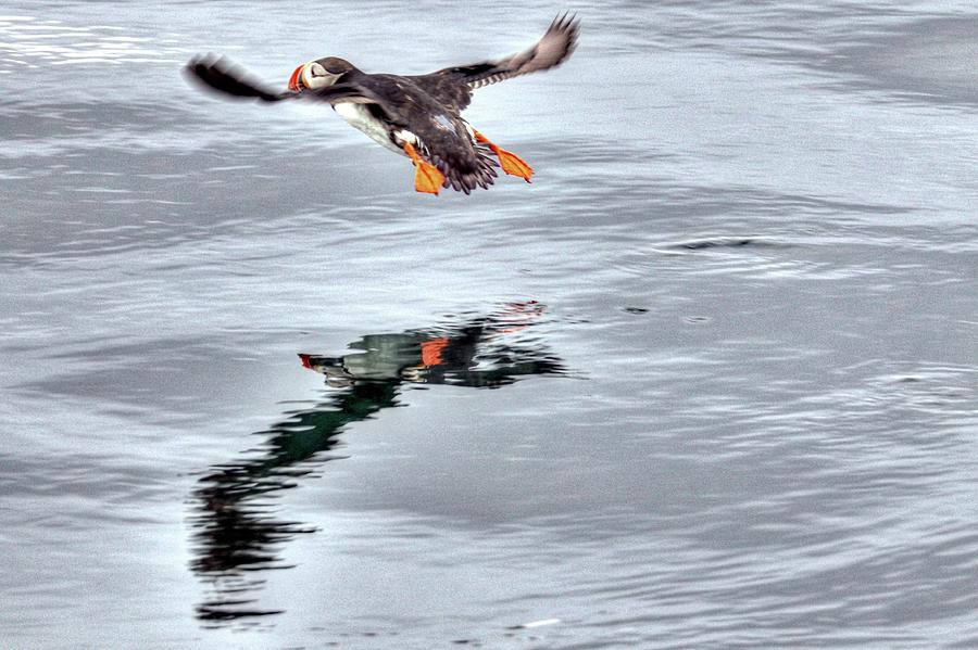 Puffin Stykkisholmur Iceland #4 Photograph by Paul James Bannerman