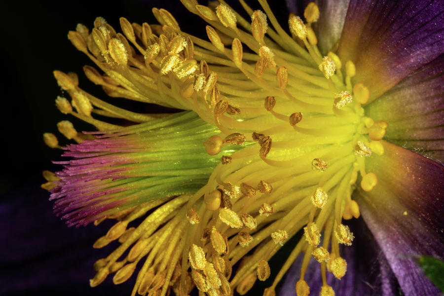 Purple and Yellow Photograph by Jay Stockhaus