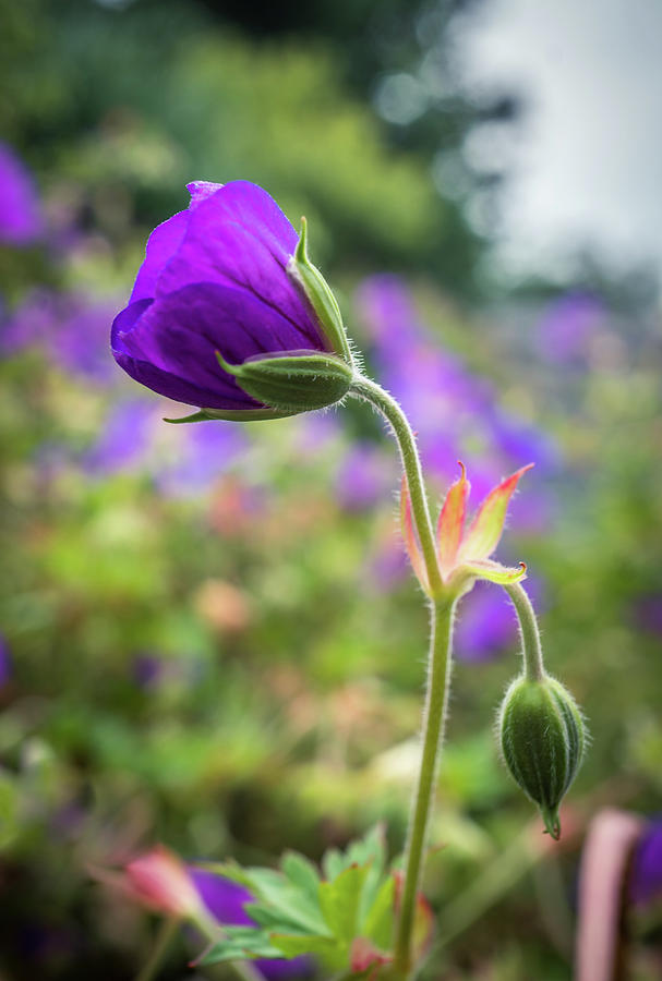 Purple flower #4 Photograph by Lilia S