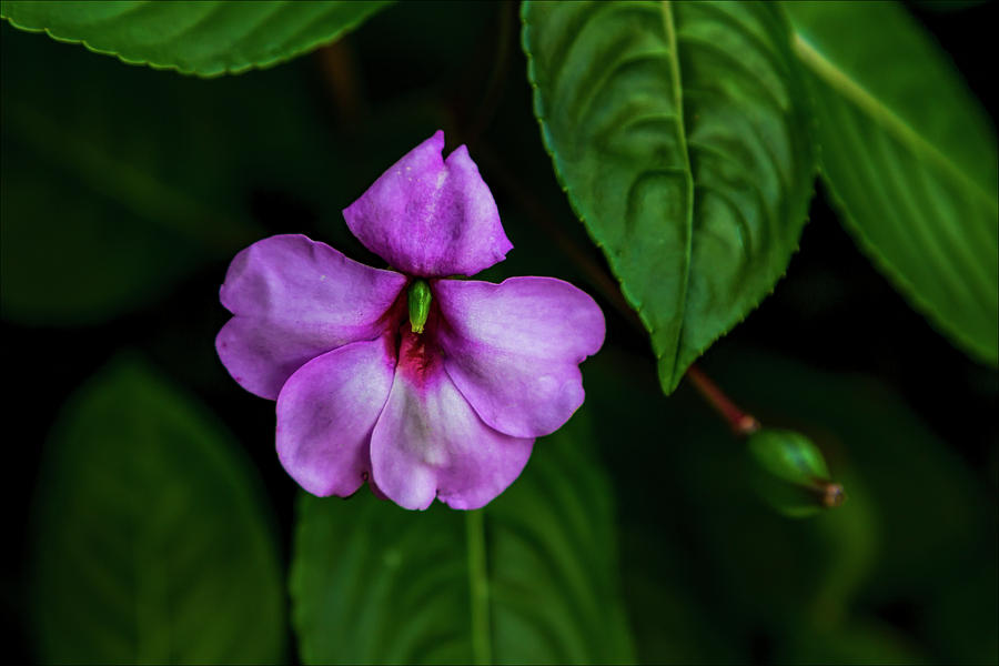 Purple Flower #4 Photograph by Robert Ullmann